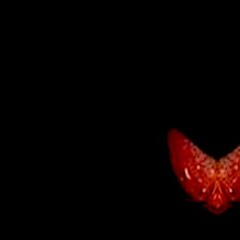 | JESCHKAS PERILLIEDER | Law Of The Clit Of A Swan |