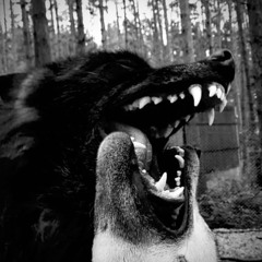 wolves