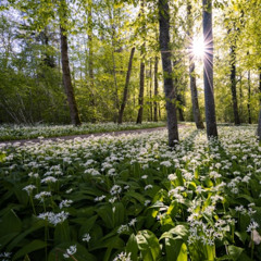Louis Vierne: Aubade, Suite bourguignonne Op.17, No. 1.  ルイ・ヴィエルヌ ブルゴーニュ組曲  朝の歌