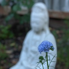 A Midsummer's Covid Dream