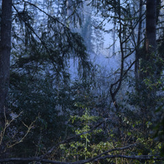 field recording - birdsong - predawn walk in spring - pacific northwest us