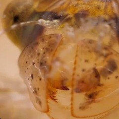 boxofbox - to see inside is to hope for more