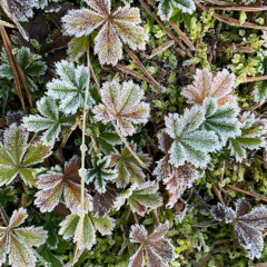 Soft Drive w/ atte pc 27.11.25