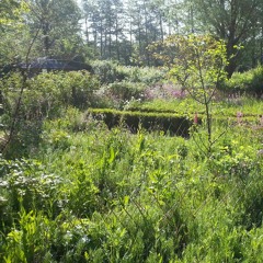 Abandoned Garden