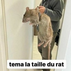 Fait fumer le rat (FR) - Smoke the rat (EN)