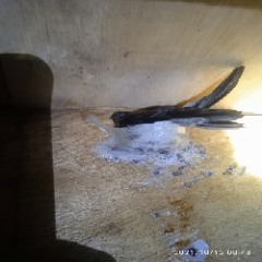 Âm ru nhà yến Inap Pamungkas - Pymid