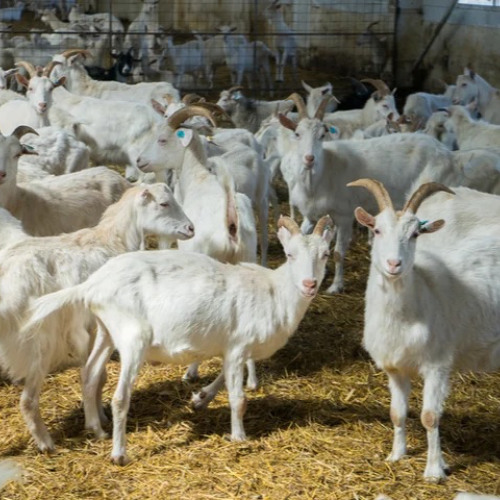 Road Runners Ft. ATM Dree , Jittrimmin