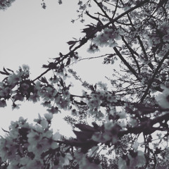 You Are Like A White Rose In A Garden Full Of Flowers