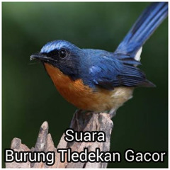 Suara Burung Tledekan Gacor