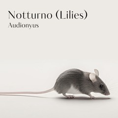 Notturno (Lilies)