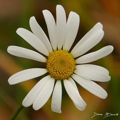 A Person Like You - Neve McDonald