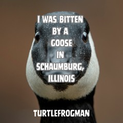 I Was Bitten By a Goose in Schaumburg, Illinois