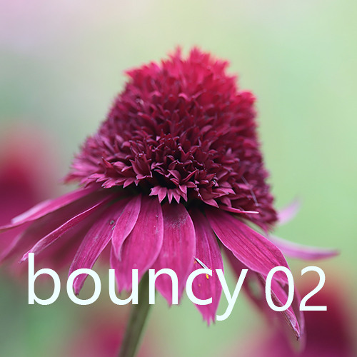 Bouncy 02