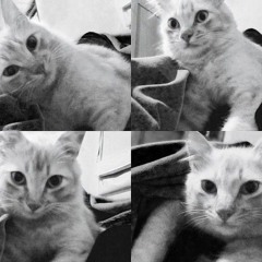 GAVIN_D - เลิกไม่เป็น (Devoted)