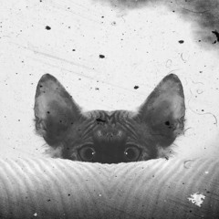 crazy cat sees the sounds danzing by