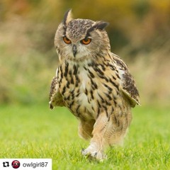 Eagle Owl Mix 12.2.2023