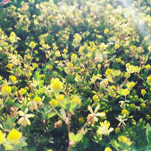 Gallery Six - Ambient Mix Series vol.1