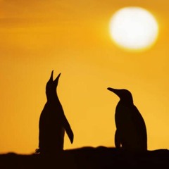 The Penguin Show (Episode 074) - Guest Mix Thomas Labermair