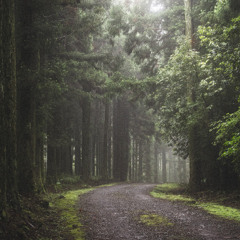 [시내산이 가나안에 정착하다]수8:24-35