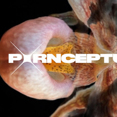 25-04-13 - CRYME - FAUST X PRNCPTL