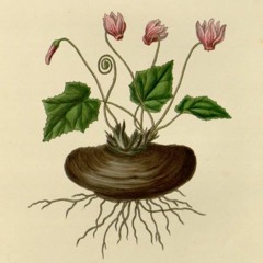 HK_Fantaisies_tracks_79