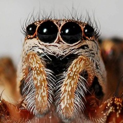 I'm A Real Spider Man