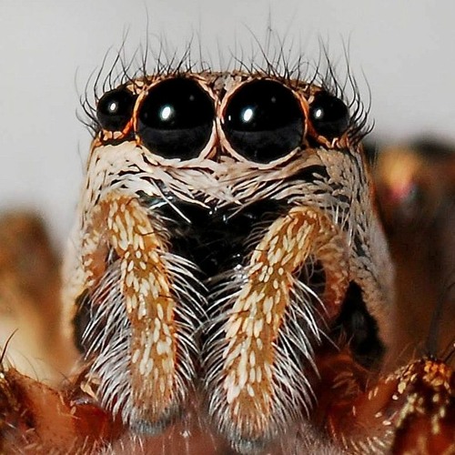 I'm A Real Spider Man