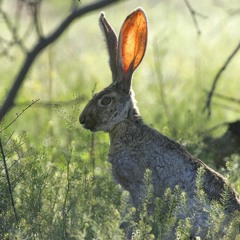 4. Teadliku kuulamise harjutus