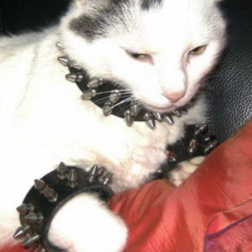 camealong ++ koreansexyboy