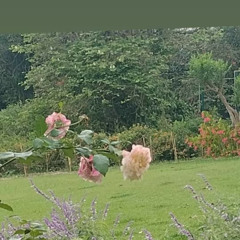 28.10.2025 - Cap. XXIV - Não Coloqueis a Candeia Sob o Alqueire - Os Sãos Não Precisam de Médicos (9)