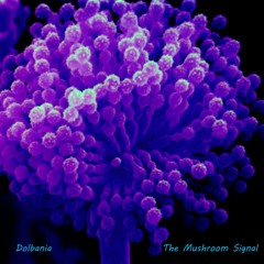 Dolbania - The Mushroom Signal