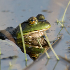 Panhandle Afield: Bullfrogs