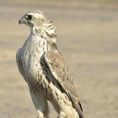 شيلة الجار كتبي من يمينه و يساره