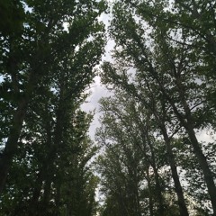 Mohsen Yeganeh - Betars