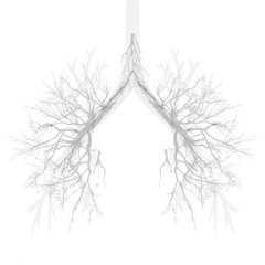Anatomy of a Breath