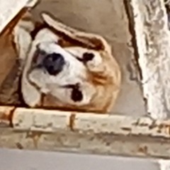 musica para l@s perr@s