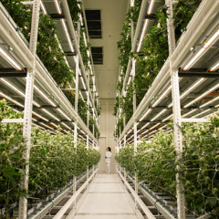 Swiss Made Medical Cannabis – GrowMotion goes THC