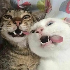 01 J3ff B2b Raposa
