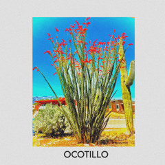 Ocotillo