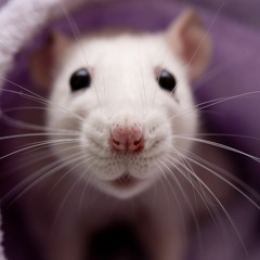 kitsune^2 sample woo