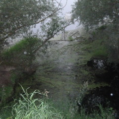 spirits