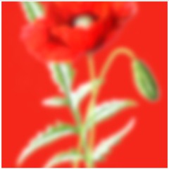 Poppy