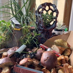 Hedonist - Problems Upstairs (DJ Schienenersatzverkehr Remix) (SI-FAI 001 - D1)