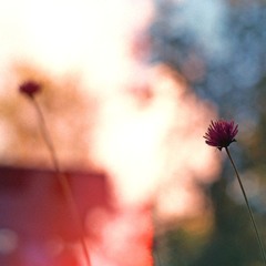 Morning Glory (Phase 1)