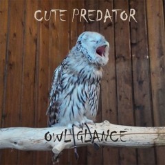 Cute Predator