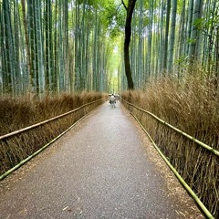 Bambusový les v Arašijamě, Kjóto, Japonsko