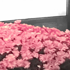 Buried alive (fern_shy+lushsoma)