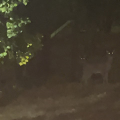 deer