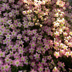 I'll Be Here In The Morning // Townes Van Zandt // Amanda Grace