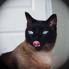 my cats took the aux